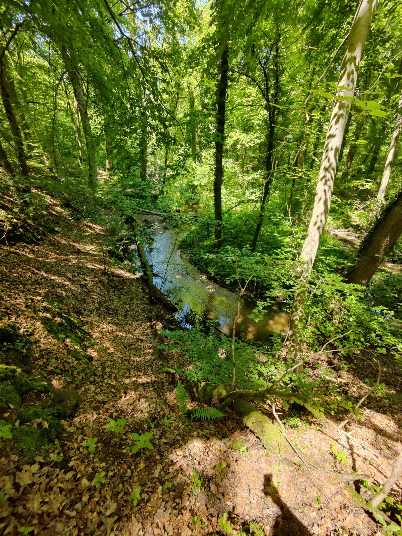Druslach bei Lingenfeld